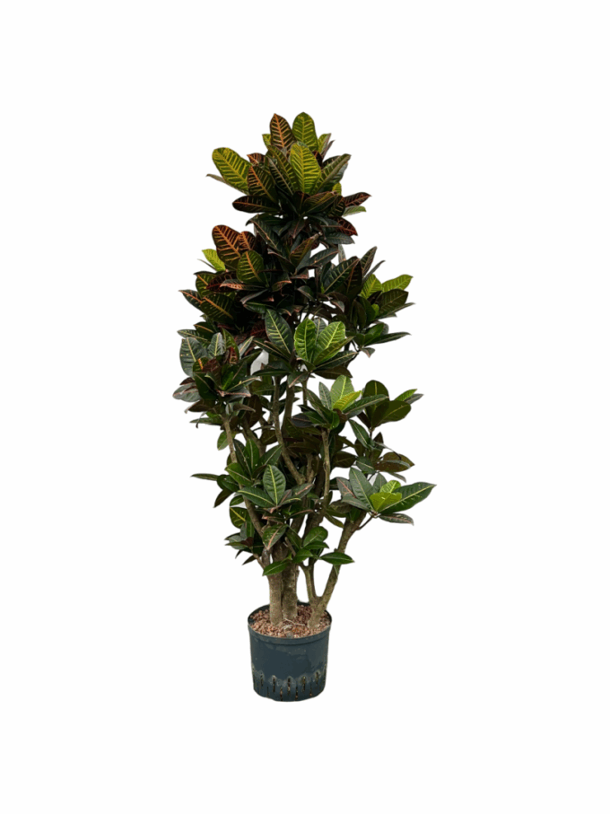 Codiaeum Petra