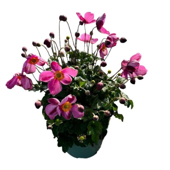 Anemone 'Splendens'