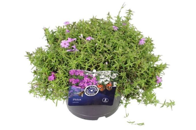 Phlox subulata Fort Hill
