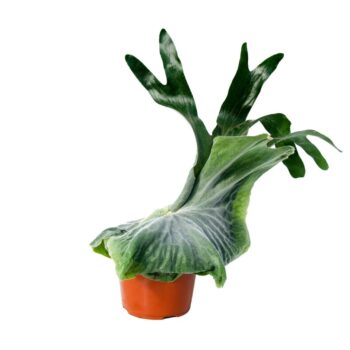 Platycerium Superbum