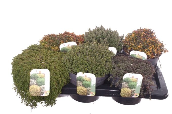 Thymus mix