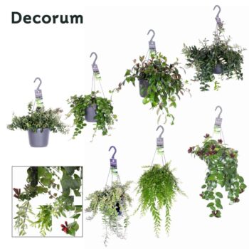 Aeschynanthus green mi