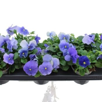 Viola witt. Delta Pure Light Blue