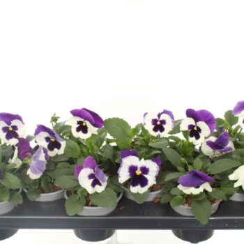 Viola witt. Delta Violet & White