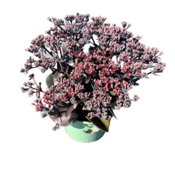 Sedum Seduction 'Cherry Chocolate'
