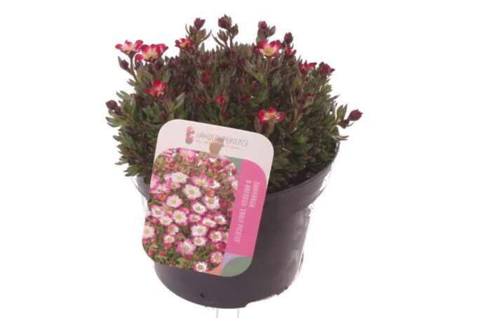 Saxifraga Alpino Early Picotee
