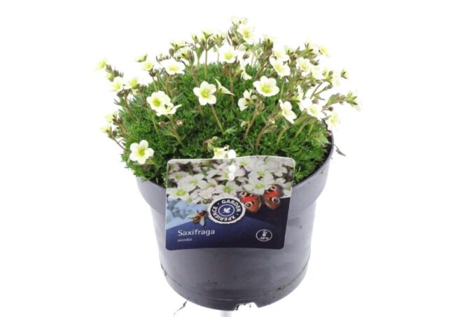 Saxifraga Pixie White