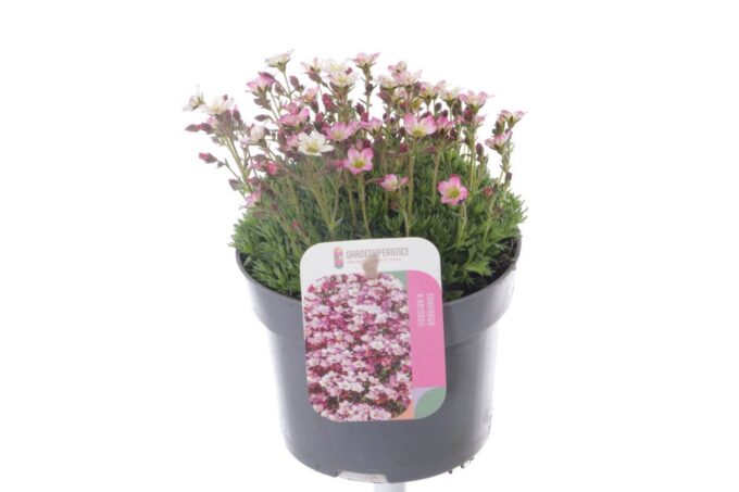 Saxifraga Pixie