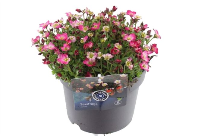Saxifraga Alpino Early Picotee