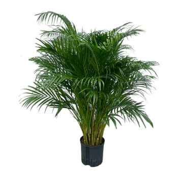 Dypsis Lutescens