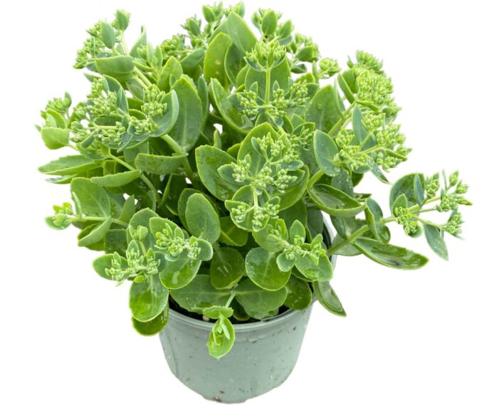 Sedum Spectabile 'Carmen'