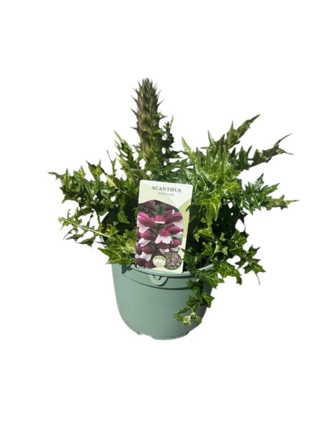 Acanthus 'White Lips'