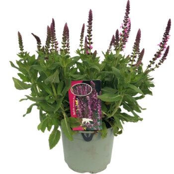 Salvia nem. 'Pink Marvel'