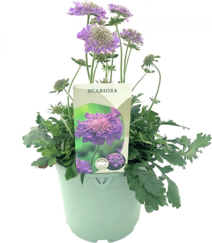 Scabiosa 'Butterfly Blue'