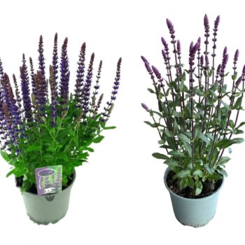 Salvia Nemerosa
