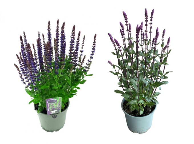 Salvia Nemerosa
