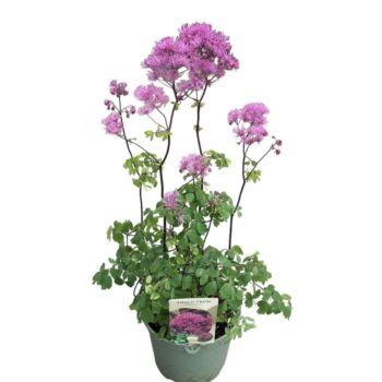 Thalictrum 'Little Pinkie'