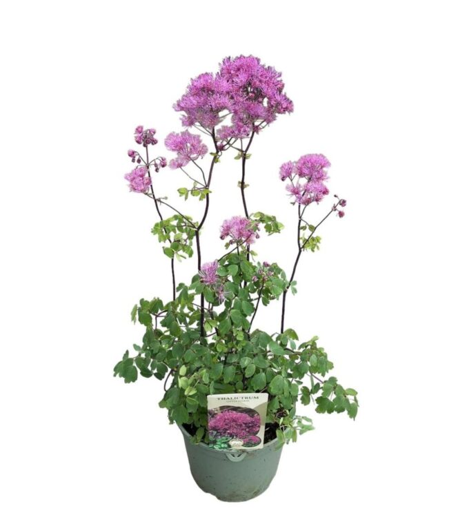 Thalictrum 'Little Pinkie'