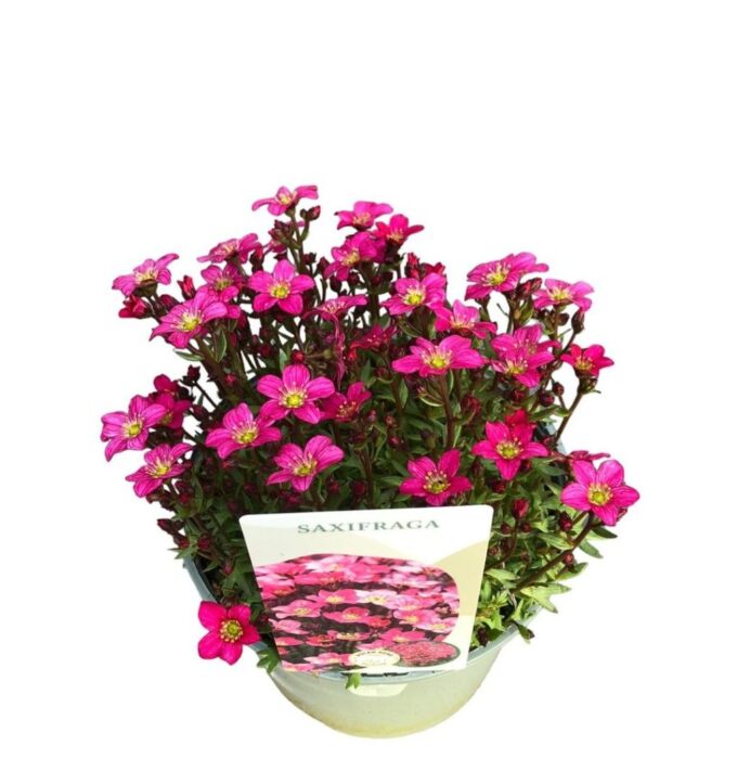 Saxifraga 'Pink'