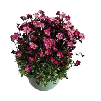 Saxifraga 'Red'