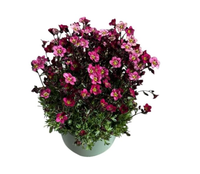Saxifraga 'Red'