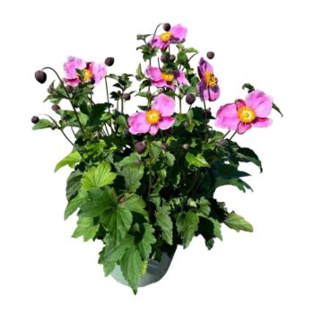 Anemone 'Praecox'