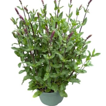 Salvia nem. 'Caradonna'