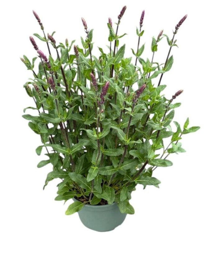 Salvia nem. 'Caradonna'