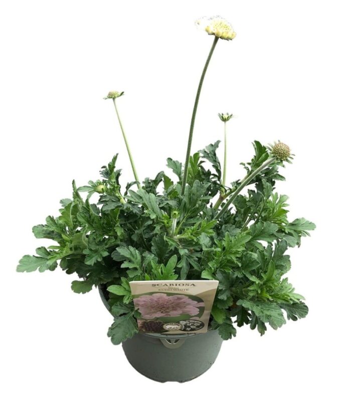Scabiosa Incisa 'Kudo White'