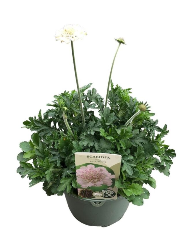 Scabiosa Incisa 'Kudo White'