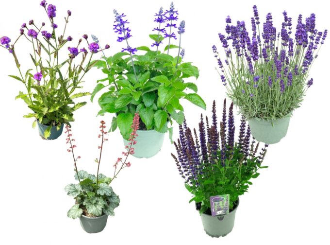 Vaste planten Mix