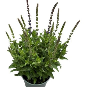 Salvia nem. 'Ostfriesland'