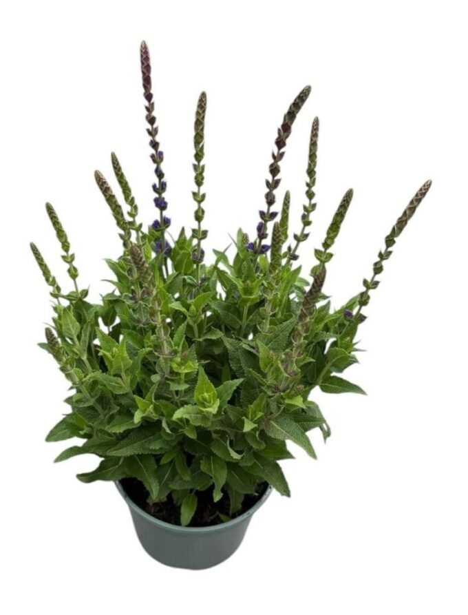 Salvia nem. 'Ostfriesland'