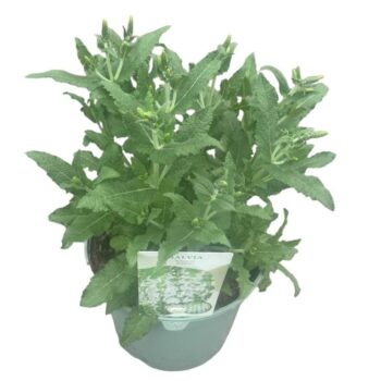 Salvia nem. 'Schneehugel'