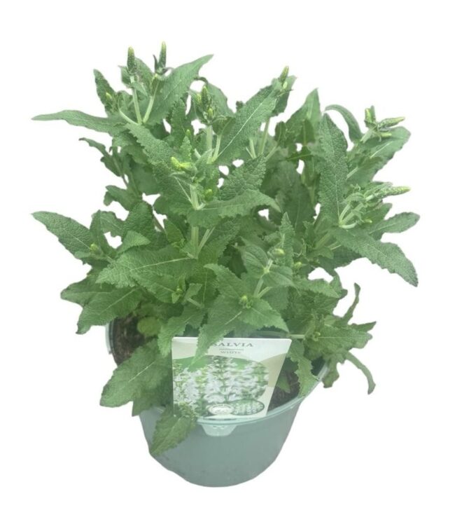 Salvia nem. 'Schneehugel'