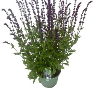 Salvia nem. 'Caradonna'