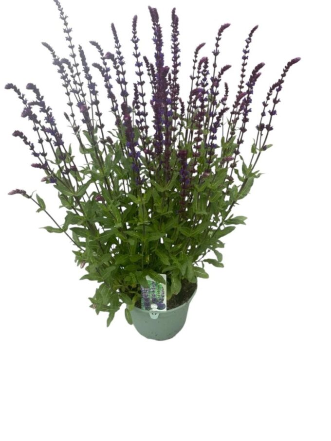 Salvia nem. 'Caradonna'