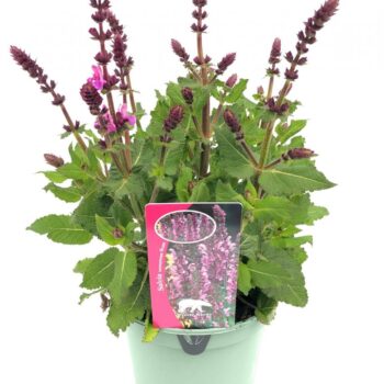 Salvia nem. 'Pink Marvel'
