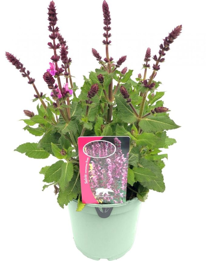 Salvia nem. 'Pink Marvel'