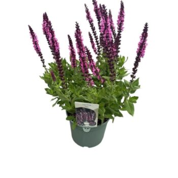 Salvia nem. 'Pink'