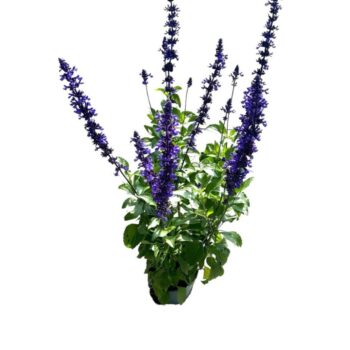 Salvia Mystic Spires Blue