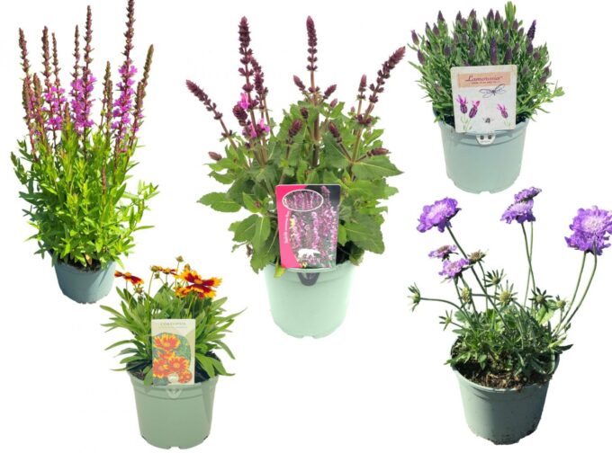 Vaste planten mix