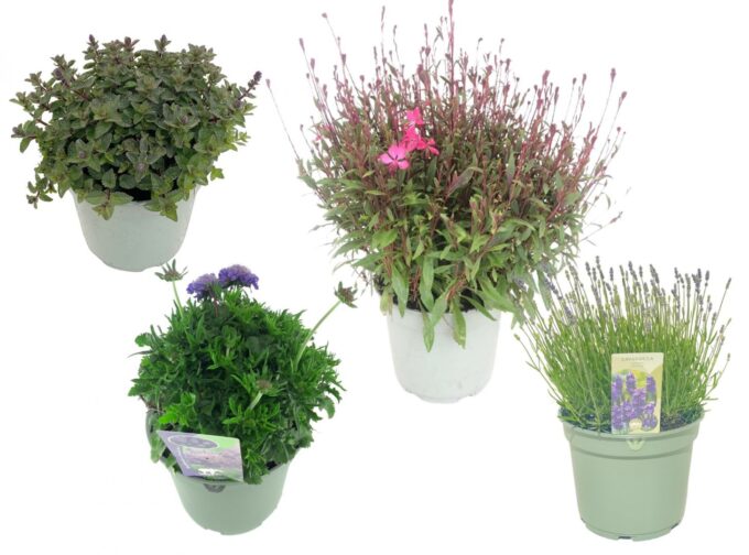 Vaste planten mix