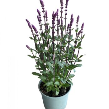 Salvia Caradonna