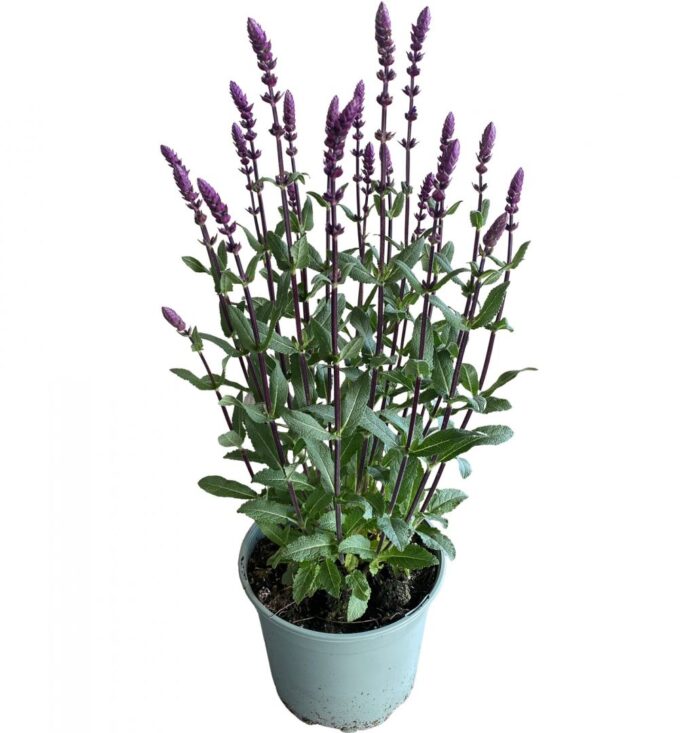 Salvia Caradonna