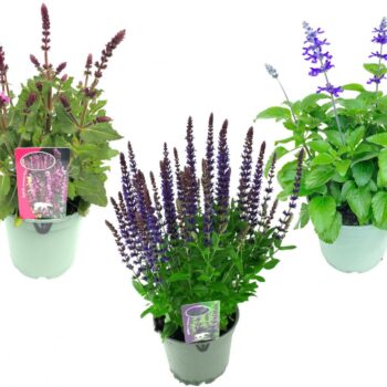 Salvia in soorten