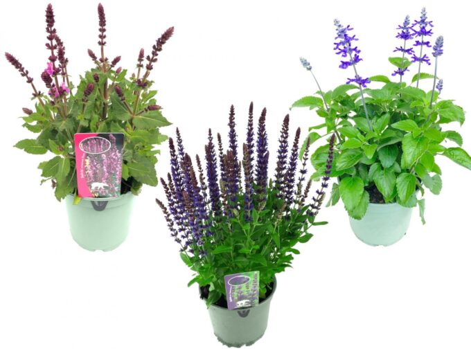 Salvia in soorten