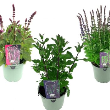 Salvia in soorten