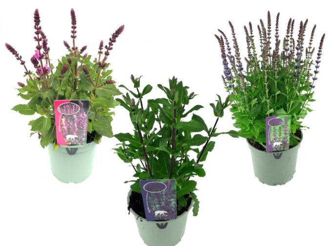 Salvia in soorten