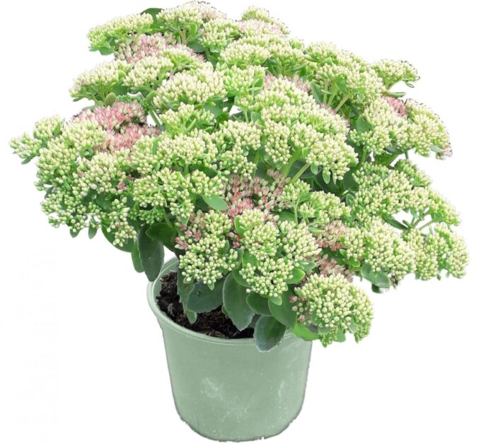 Sedum Spectabile 'Brillant'